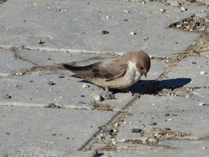 Eurasian Crag-Martin - ML616576037