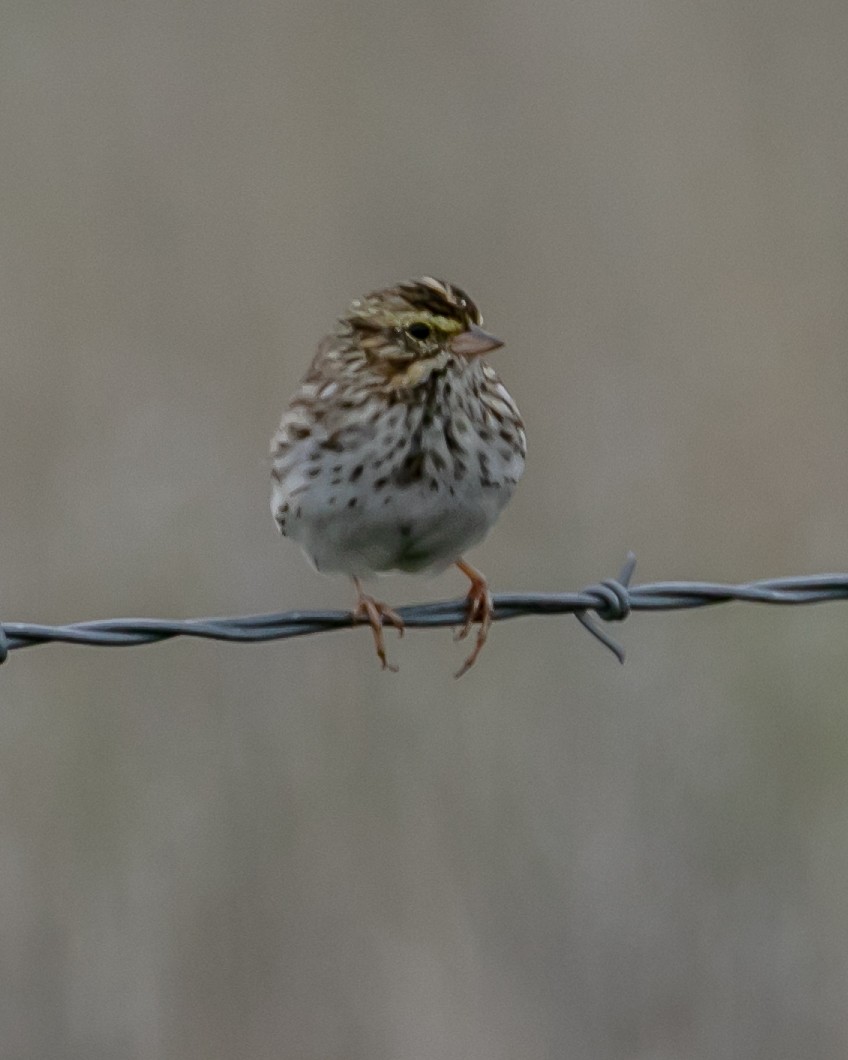 Savannah Sparrow - ML616576049