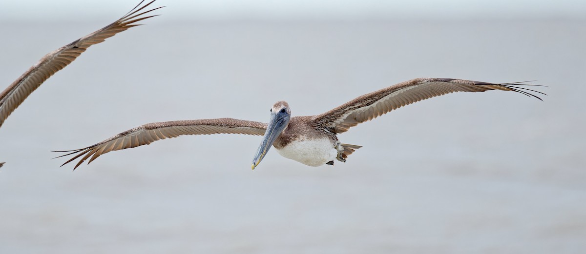 Brown Pelican - Harlan Stewart