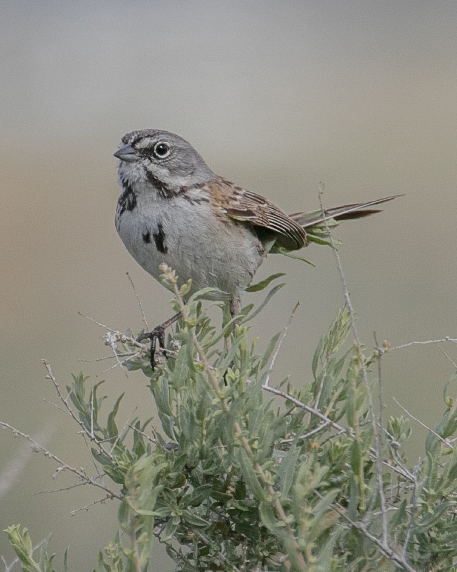 Bell's Sparrow - ML616576092