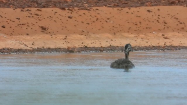 Hoary-headed Grebe - ML616576109