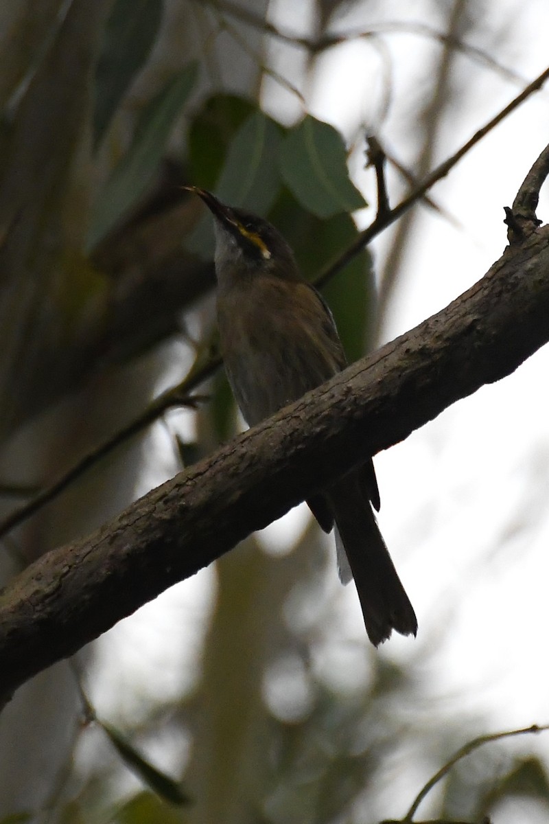 Yellow-faced Honeyeater - ML616576117