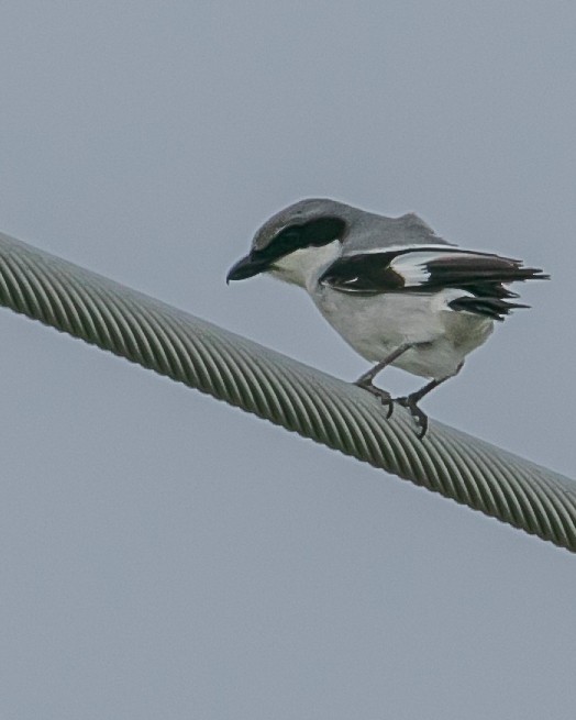 Loggerhead Shrike - ML616576120