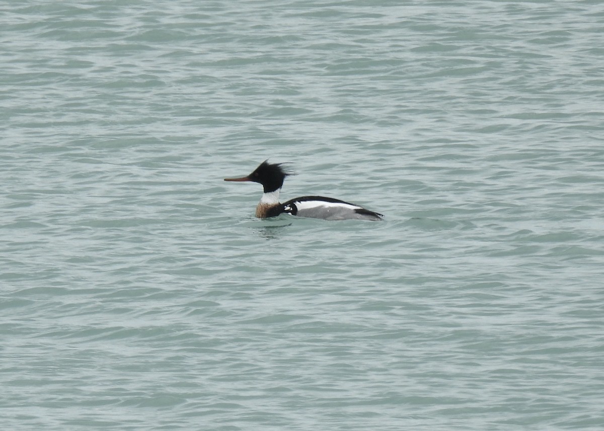 Red-breasted Merganser - ML616576218