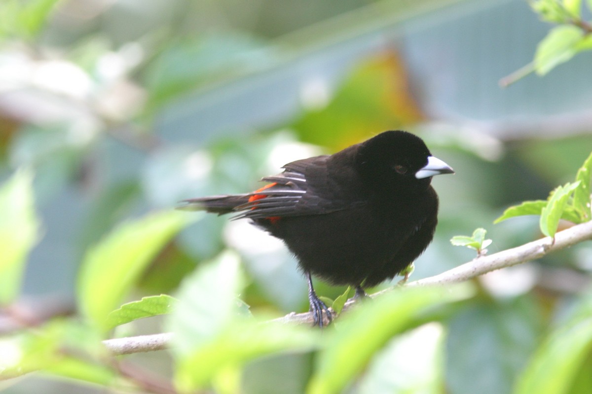 Scarlet-rumped Tanager (Cherrie's) - ML616576235