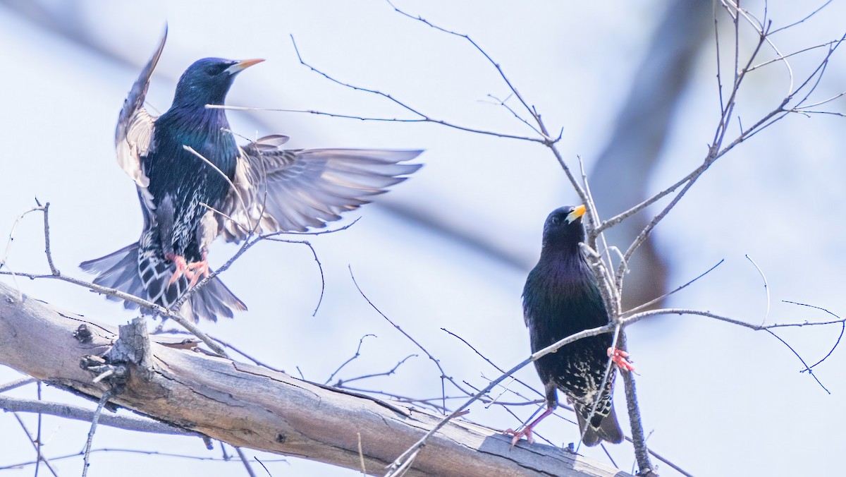 European Starling - chef Ito