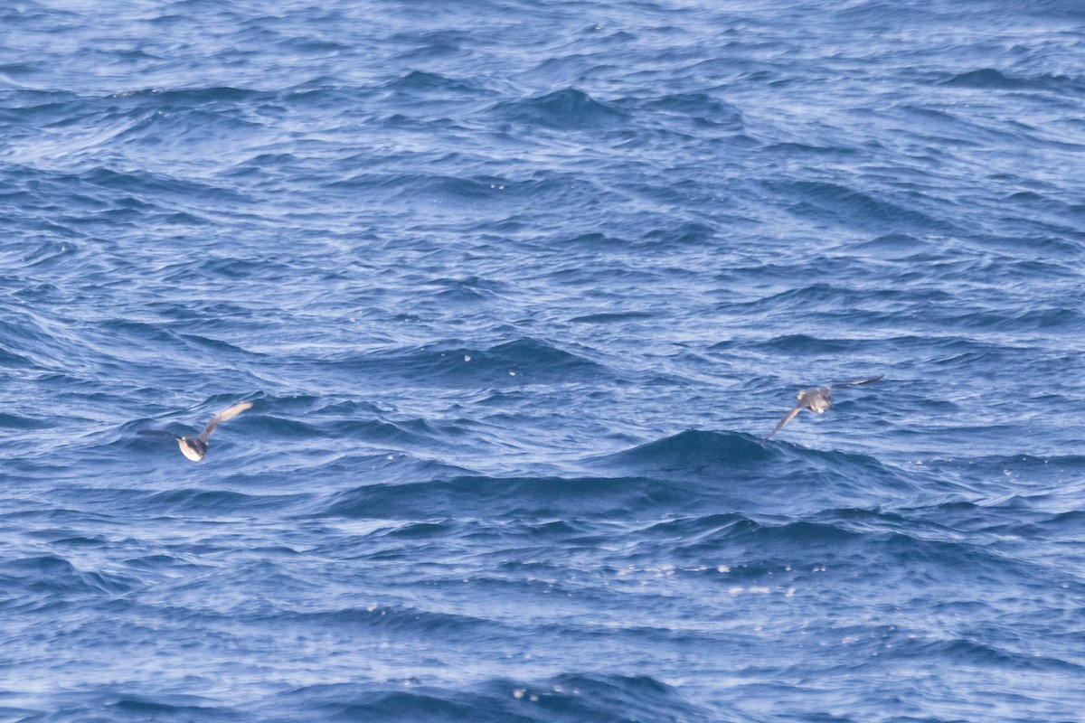 Rhinoceros Auklet - Kevin Fistanic