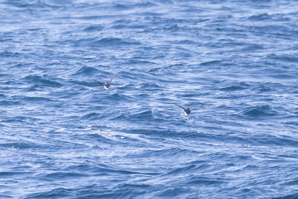 Rhinoceros Auklet - Kevin Fistanic