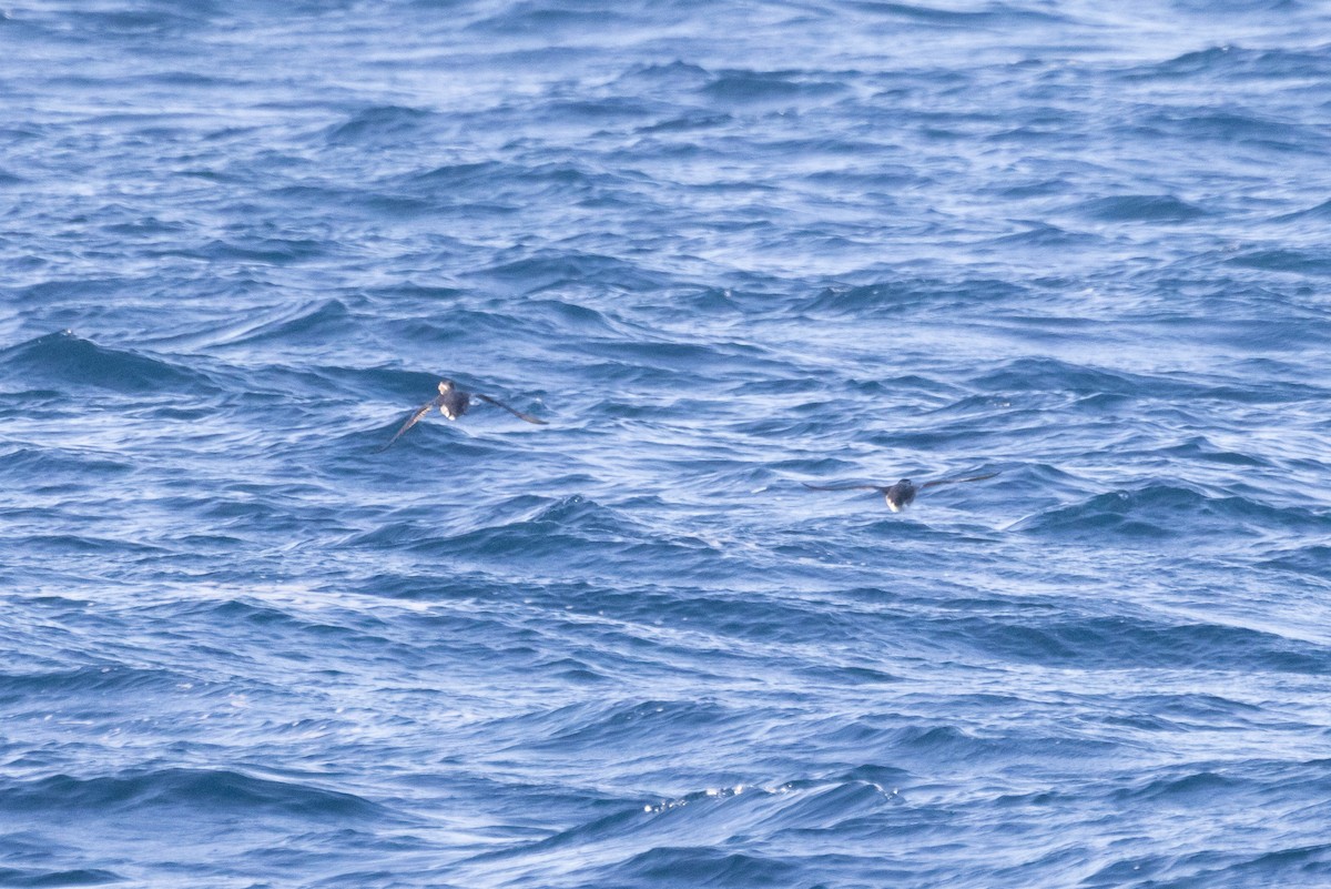 Rhinoceros Auklet - Kevin Fistanic