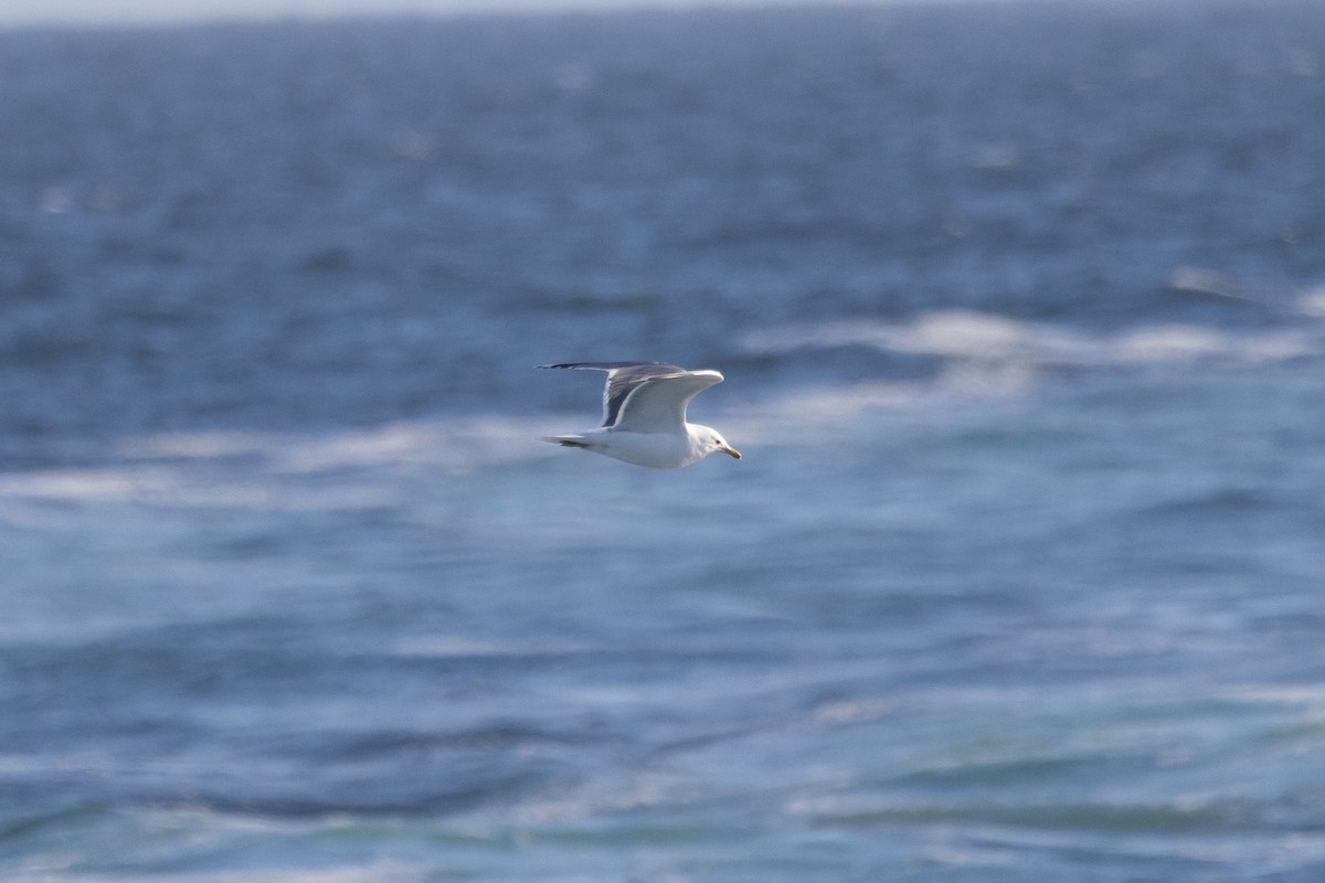 gull sp. - Kevin Fistanic