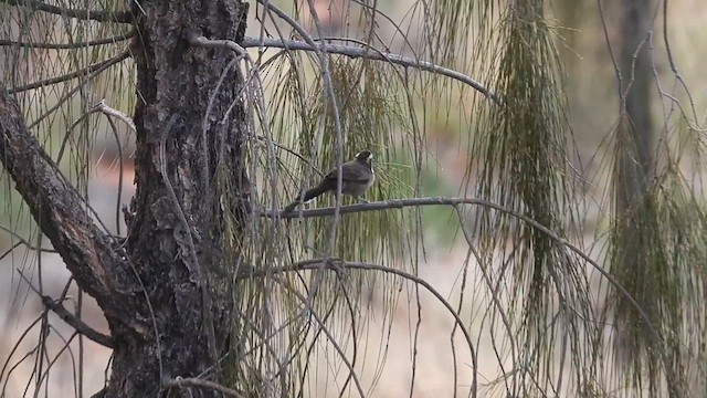 White-browed Babbler - ML616576315