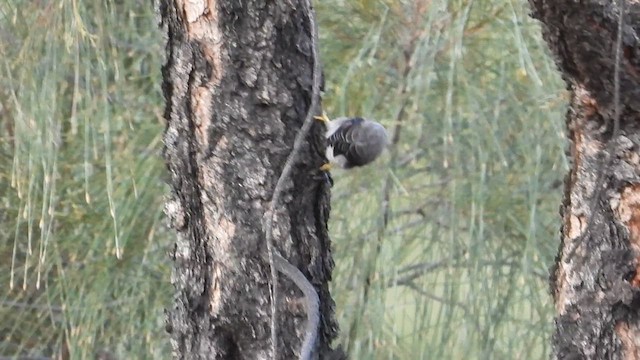 Varied Sittella (White-winged) - ML616576335