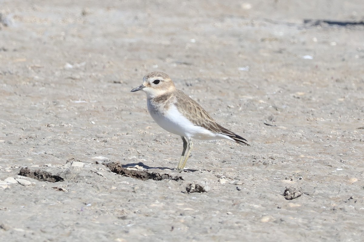 Double-banded Plover - ML616576368