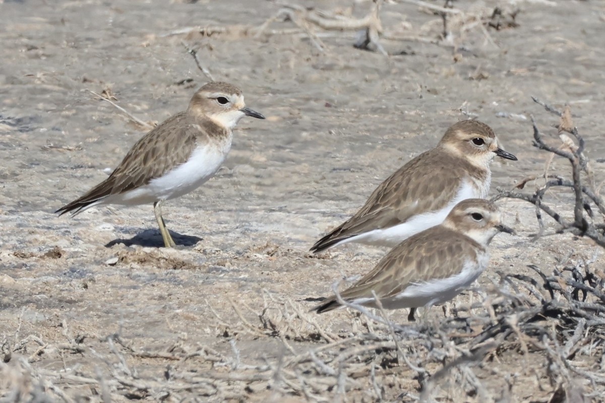 Double-banded Plover - ML616576376
