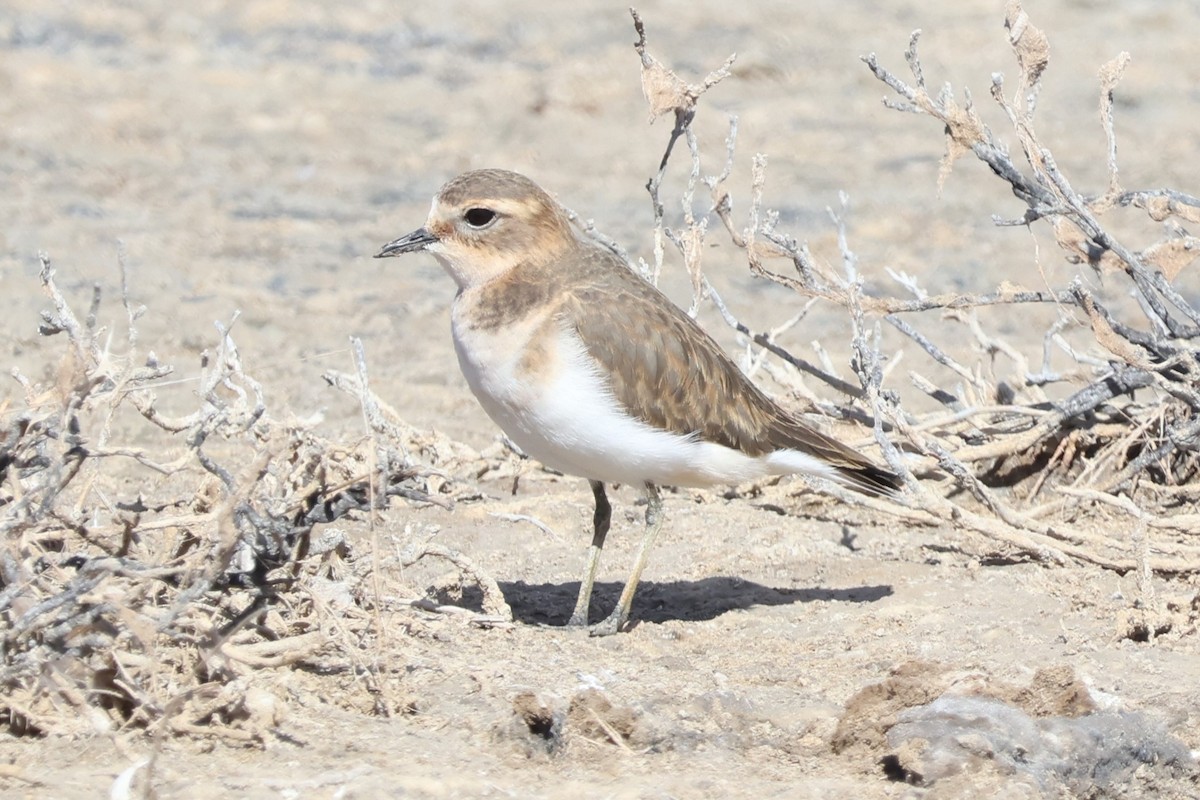 Double-banded Plover - ML616576377