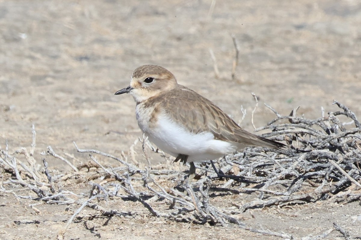 Double-banded Plover - ML616576378