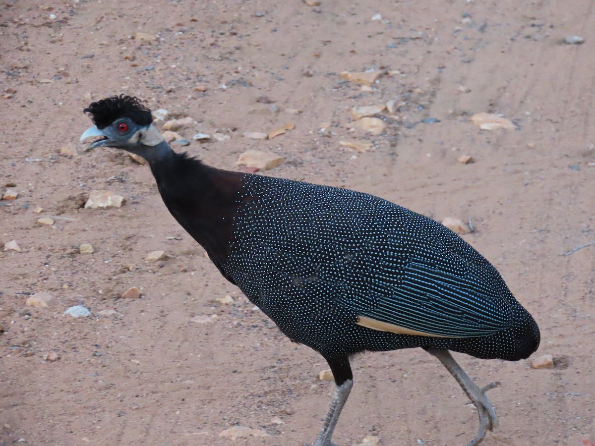 Southern Crested Guineafowl - ML616576385