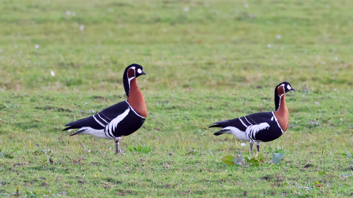 Red-breasted Goose - ML616576393