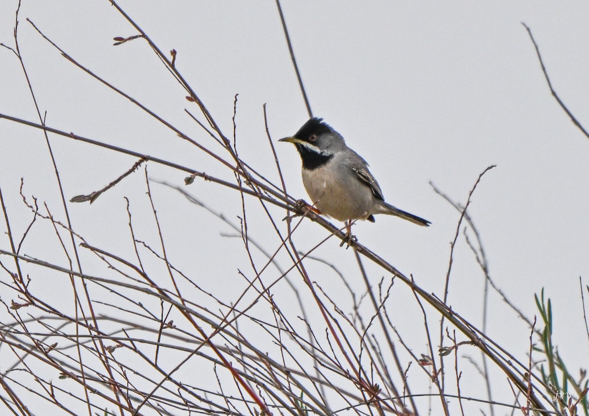 Rüppell's Warbler - ML616576433