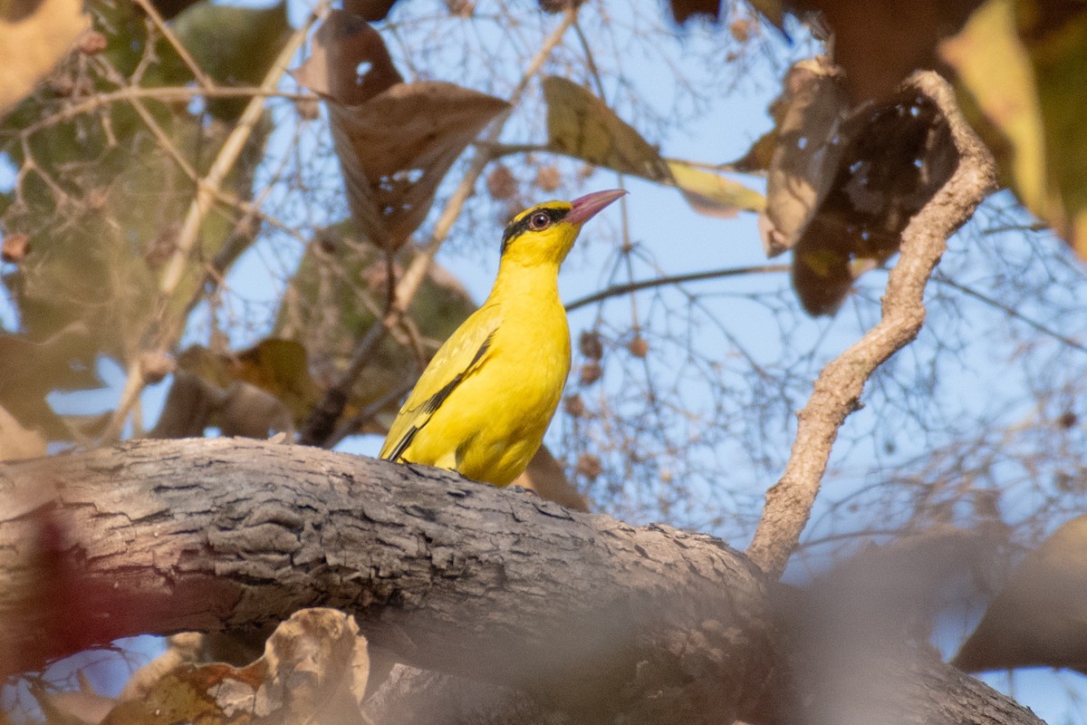 Black-naped Oriole - Naushad Theba