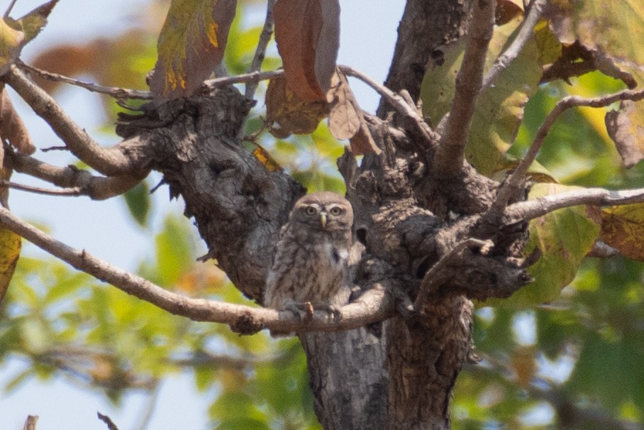 Forest Owlet - Naushad Theba