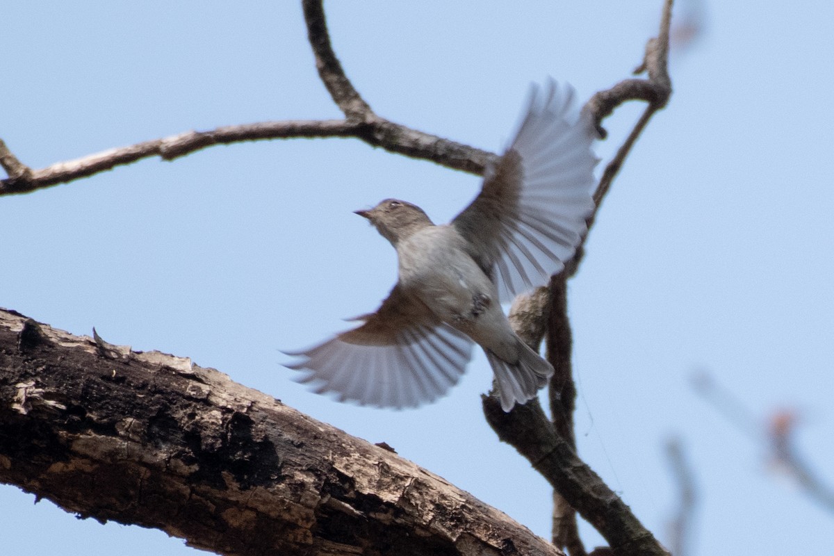 Asian Brown Flycatcher - Naushad Theba