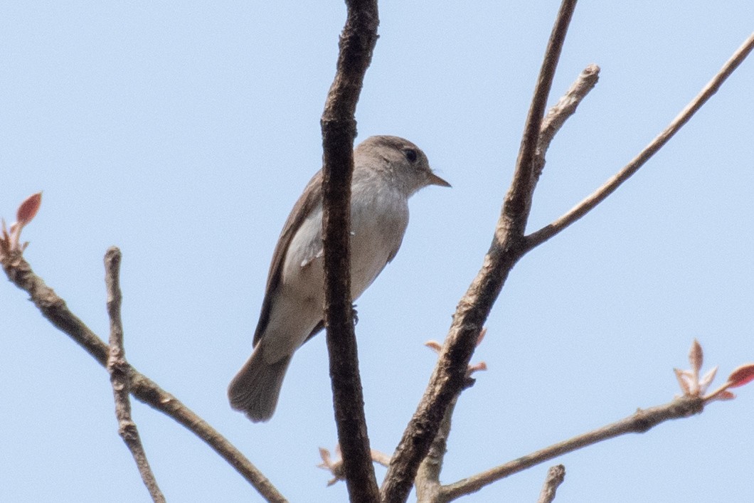 Asian Brown Flycatcher - Naushad Theba