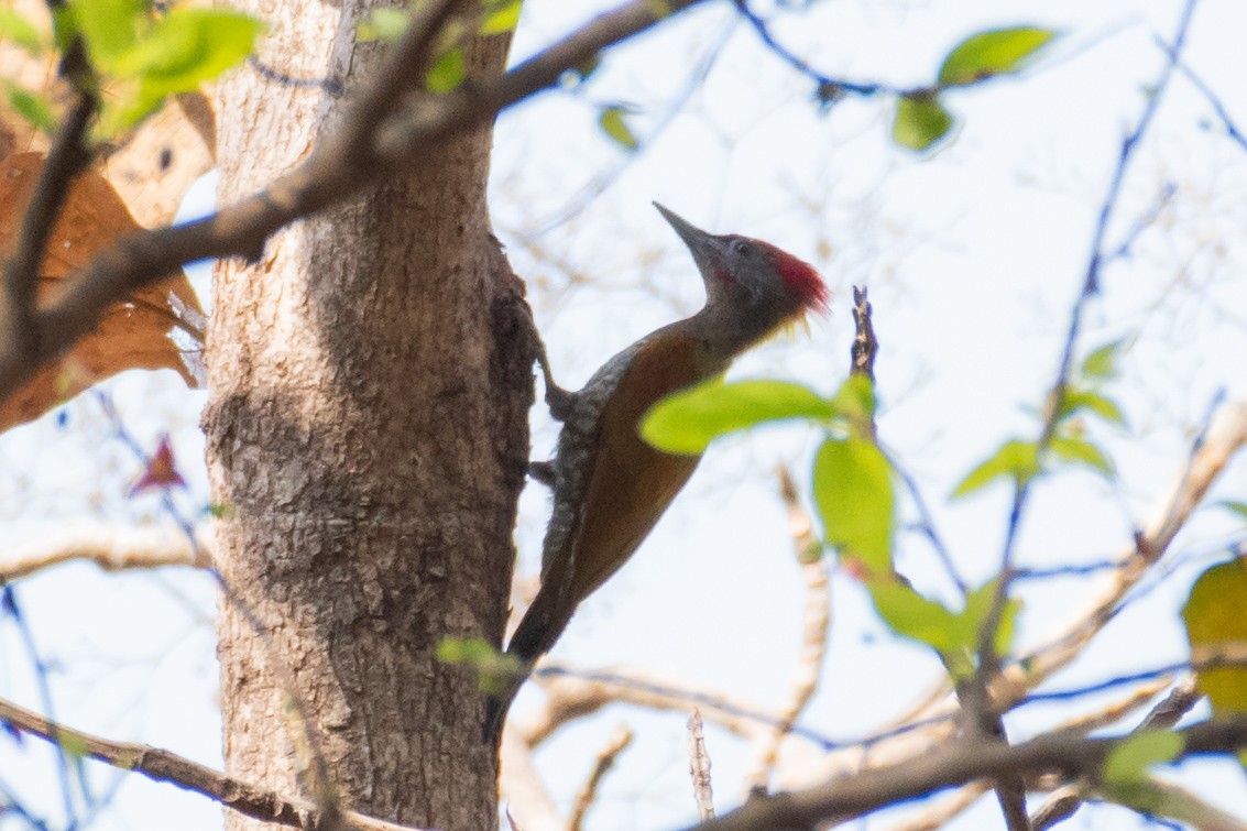 Lesser Yellownape - Naushad Theba