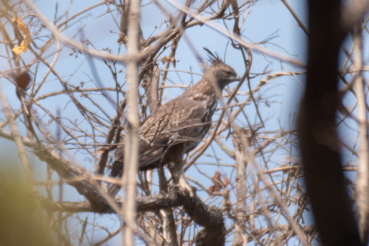 Changeable Hawk-Eagle - Naushad Theba