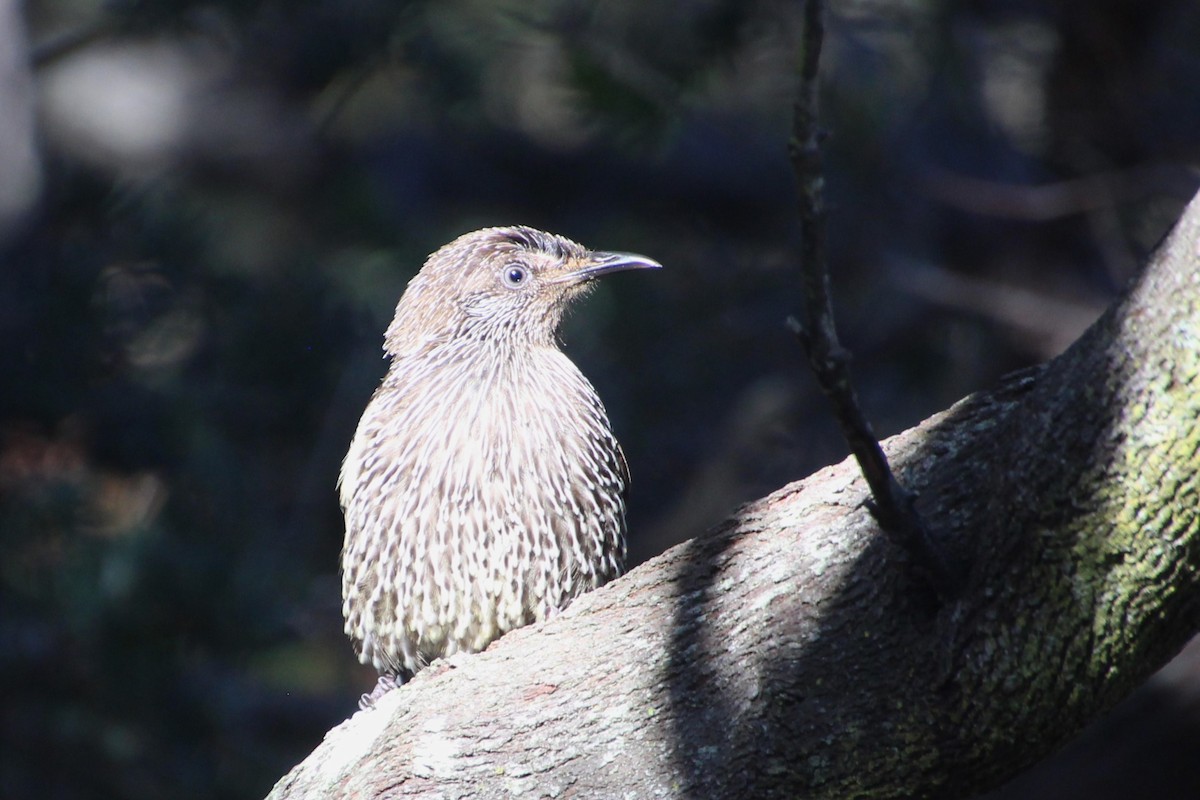 Little Wattlebird - ML616576541