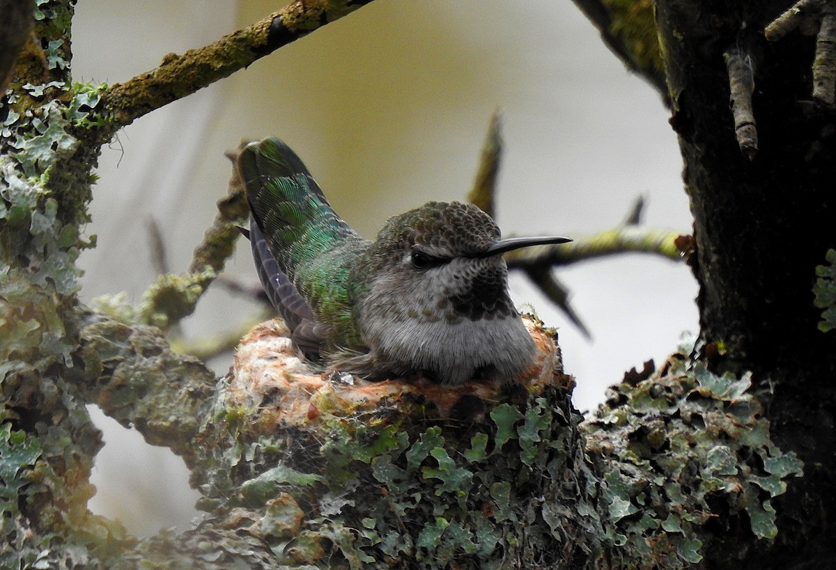 Anna's Hummingbird - ML616576542