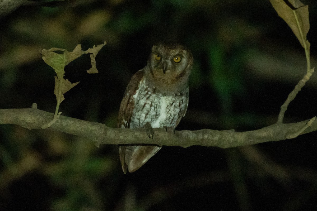 Oriental Scops-Owl - ML616576546