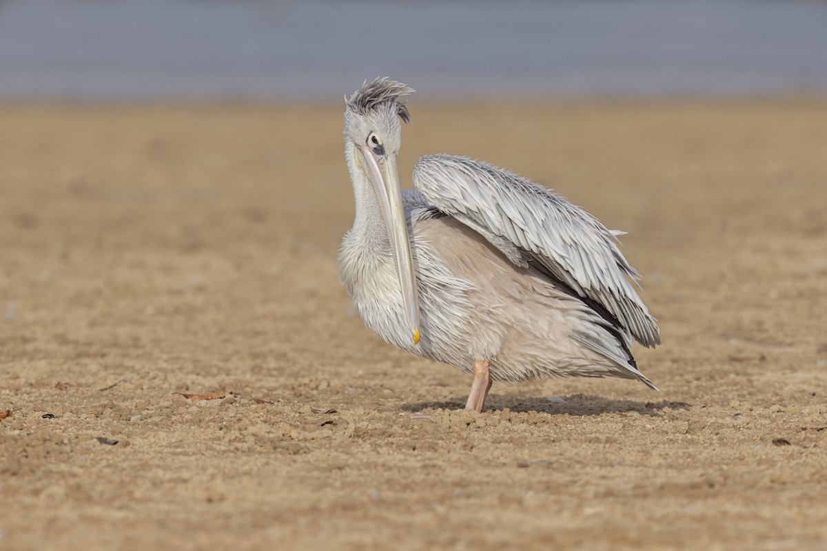 Pink-backed Pelican - ML616576550