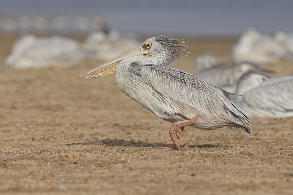 Pink-backed Pelican - ML616576551