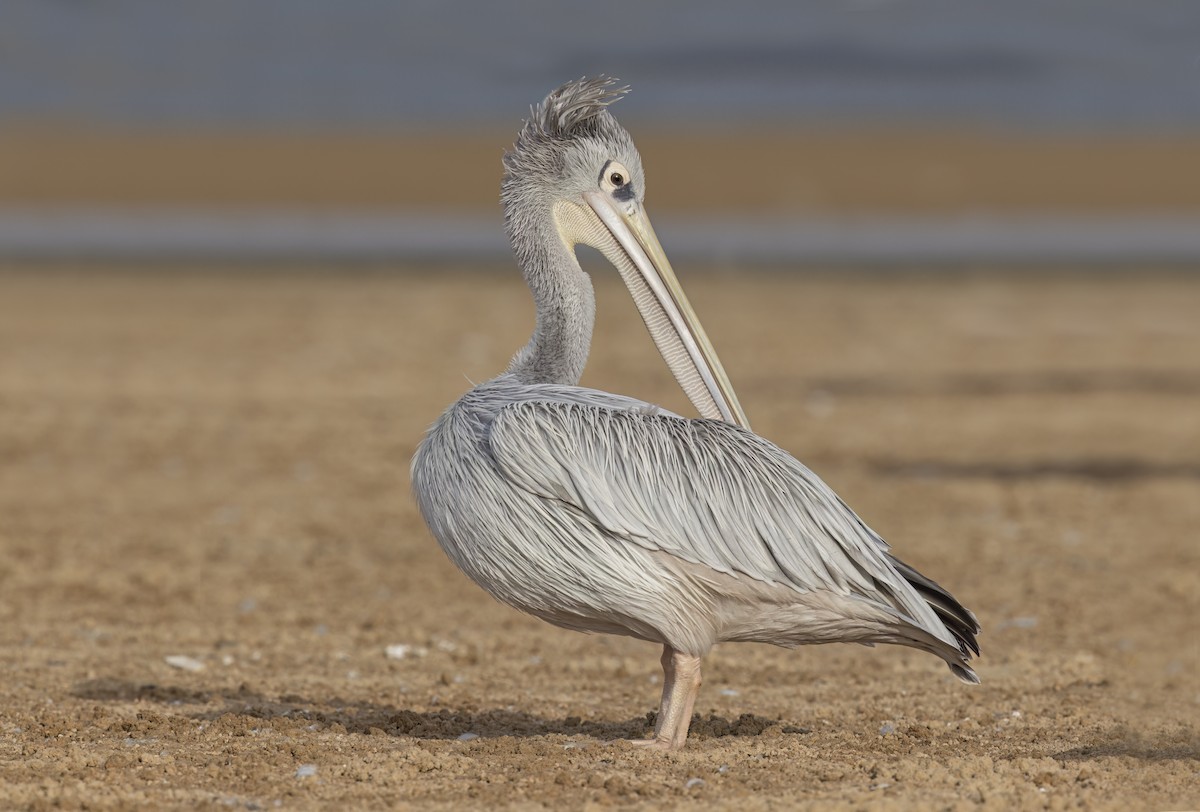 Pink-backed Pelican - Marco Valentini