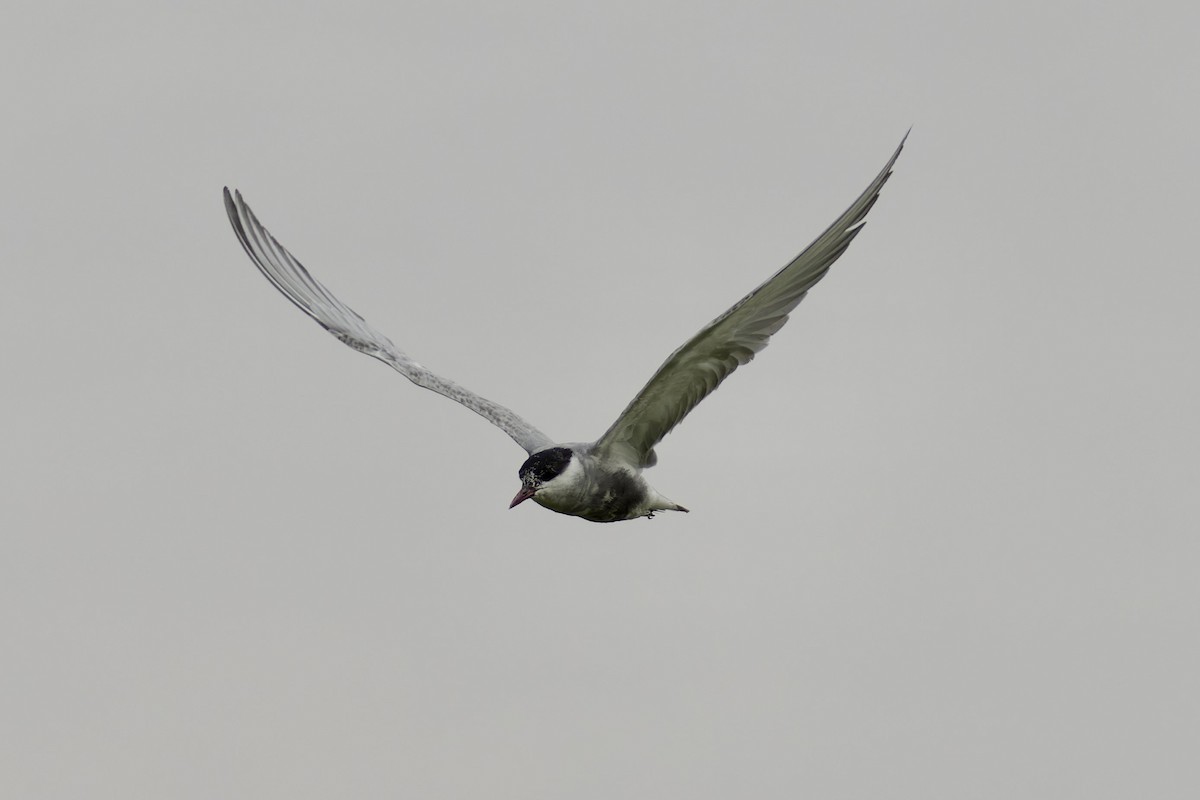 Whiskered Tern - ML616576559