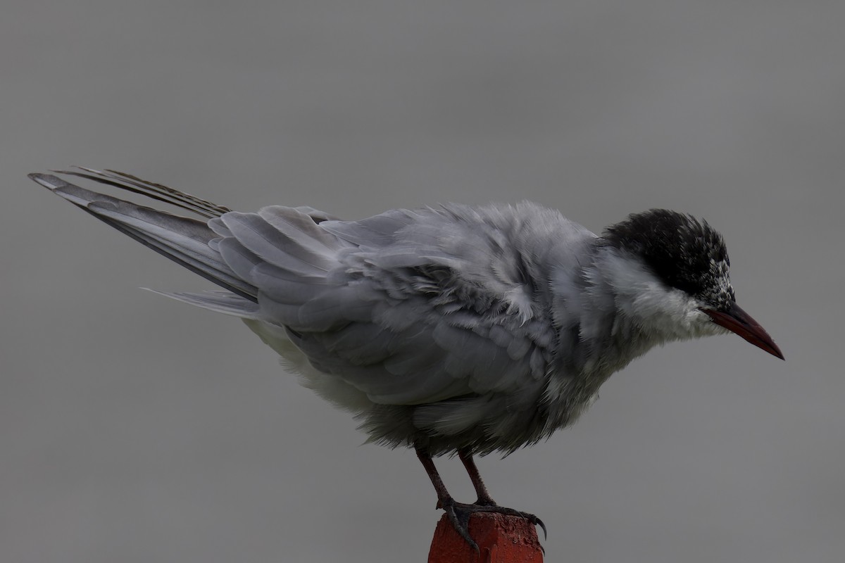 Whiskered Tern - ML616576562