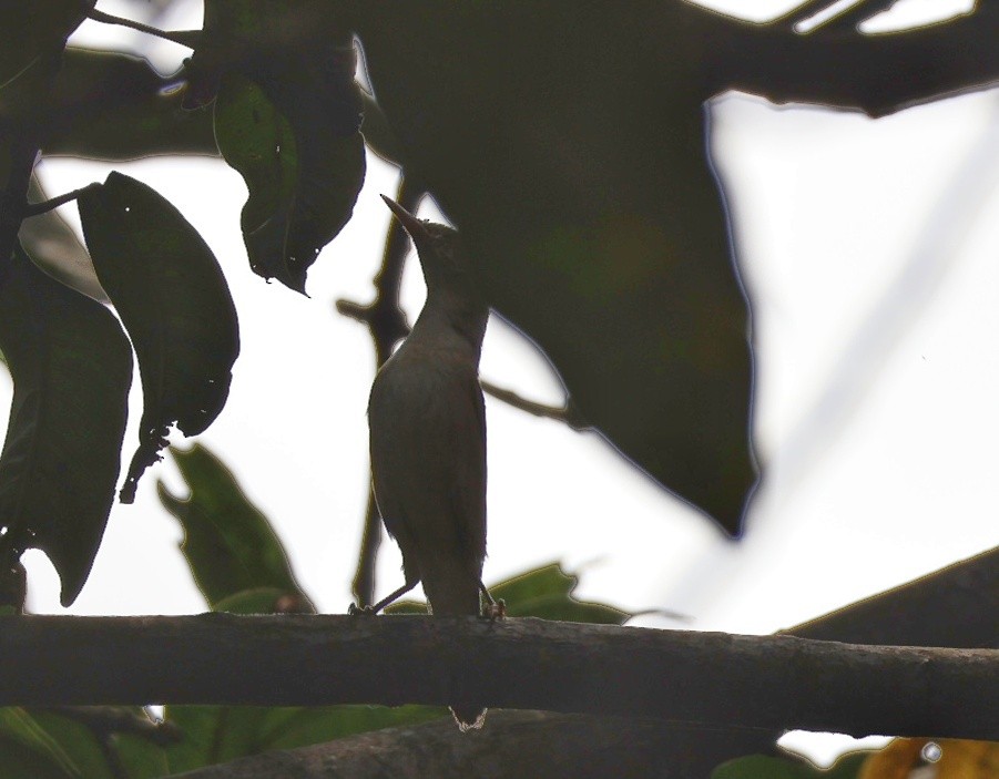 Large-billed Reed Warbler - Debojyoti Chakraborty