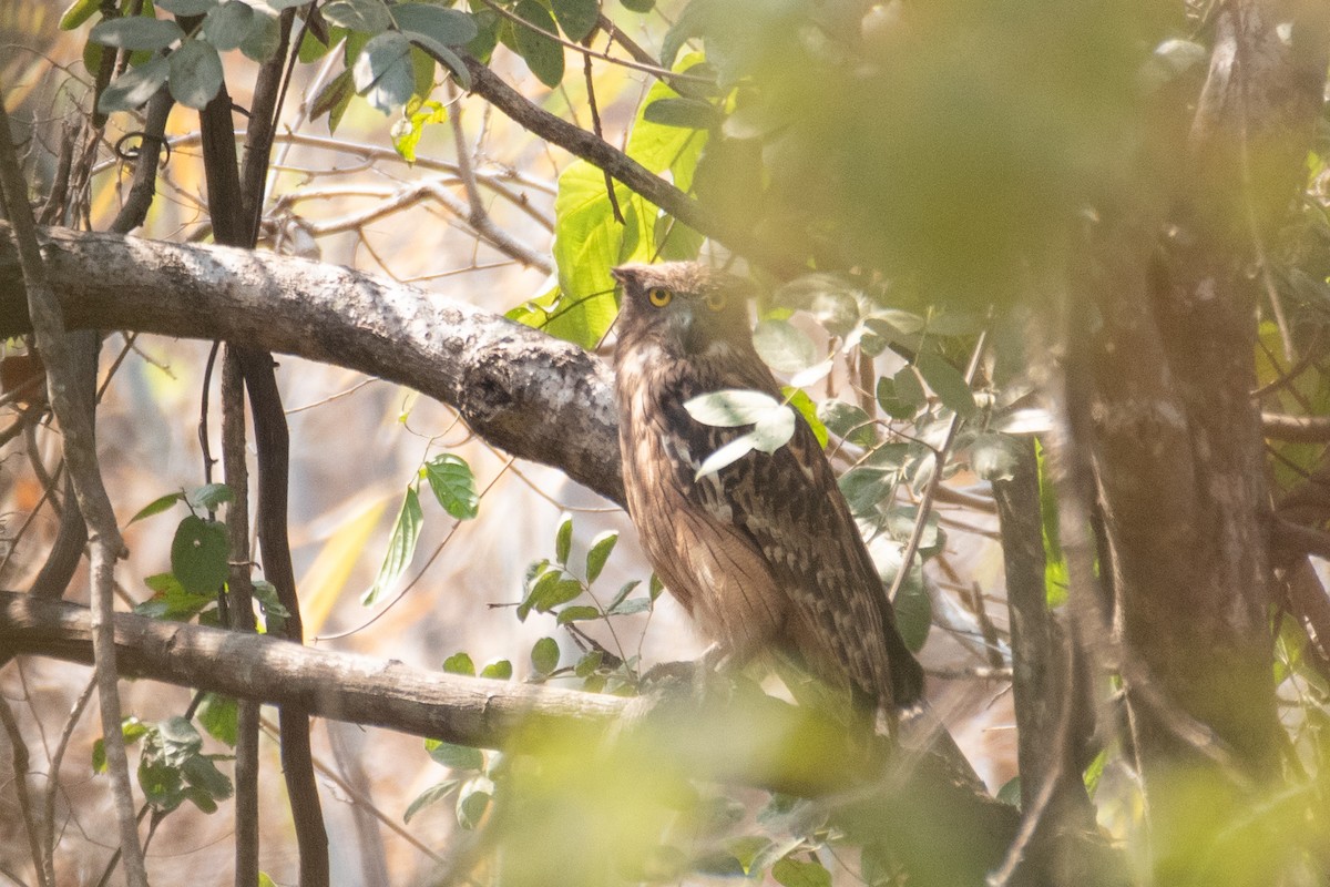 Brown Fish-Owl - ML616576582