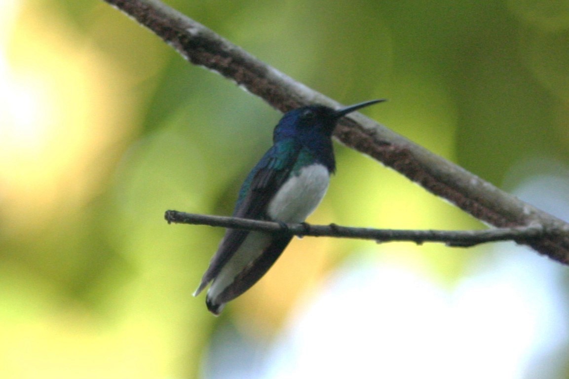 kolibřík sněhobřichý - ML616576584