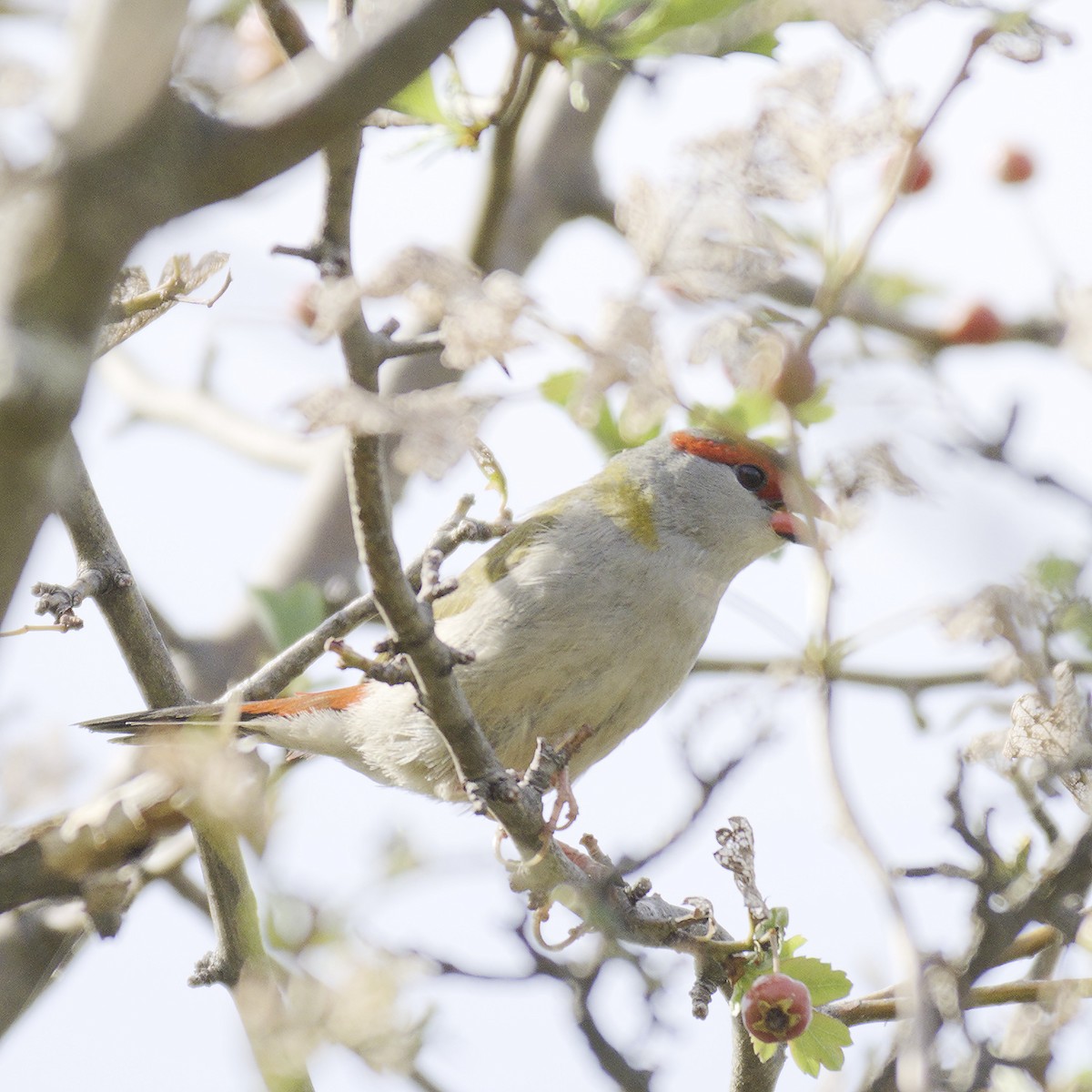 Red-browed Firetail - ML616576594