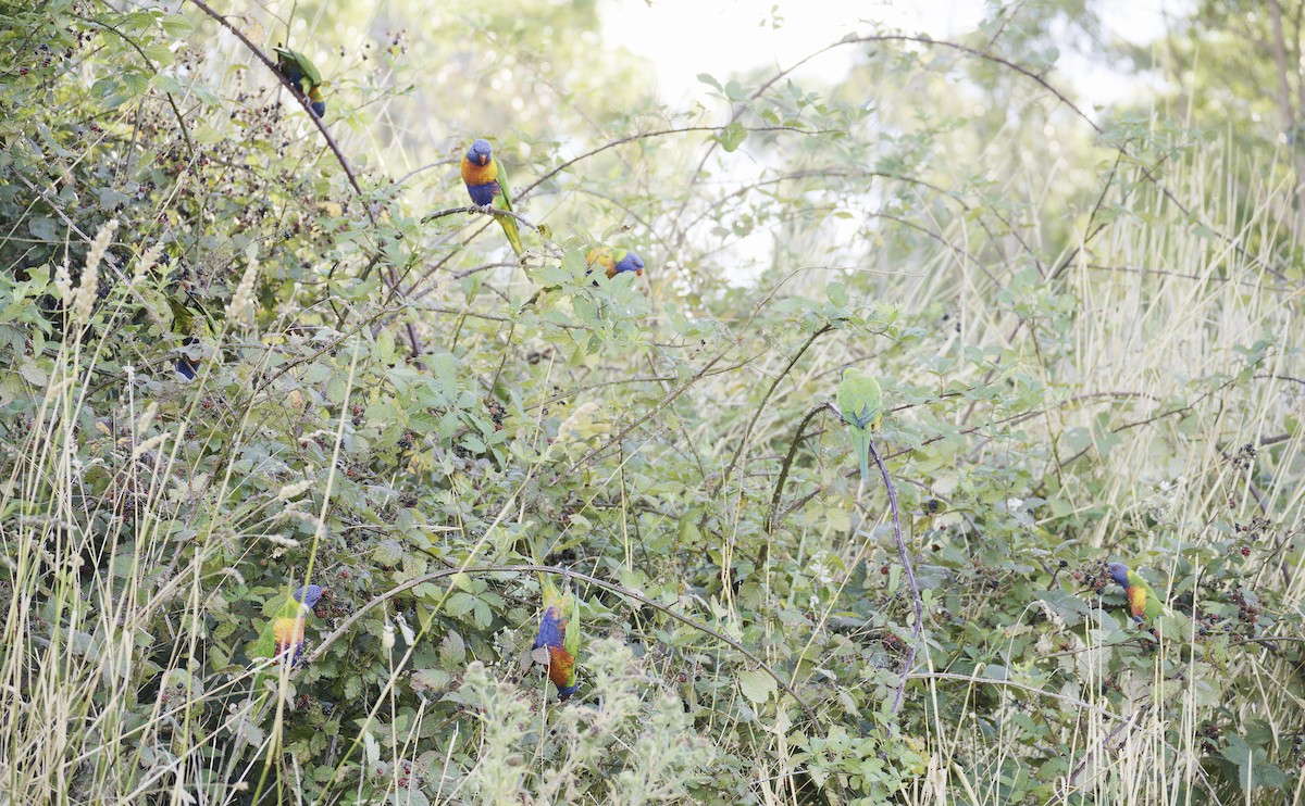 Rainbow Lorikeet - ML616576615