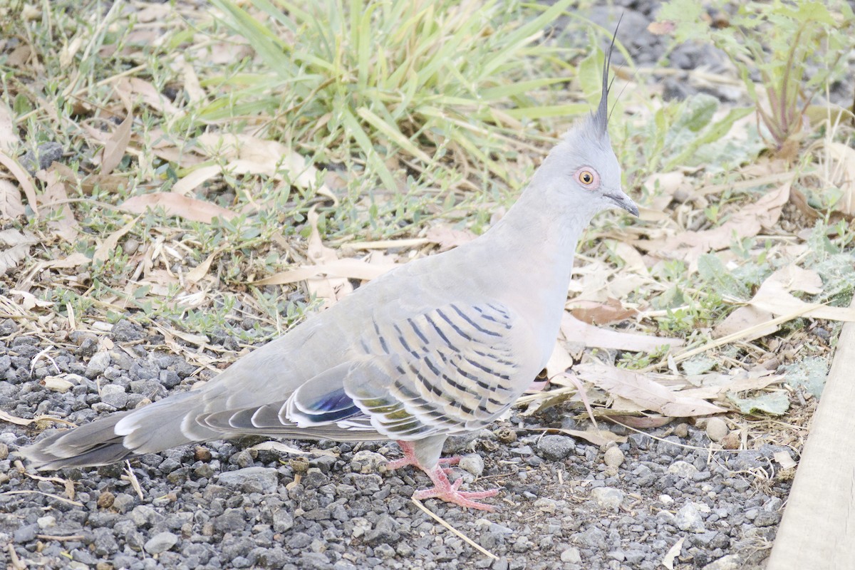 Crested Pigeon - Thomas Jaeger