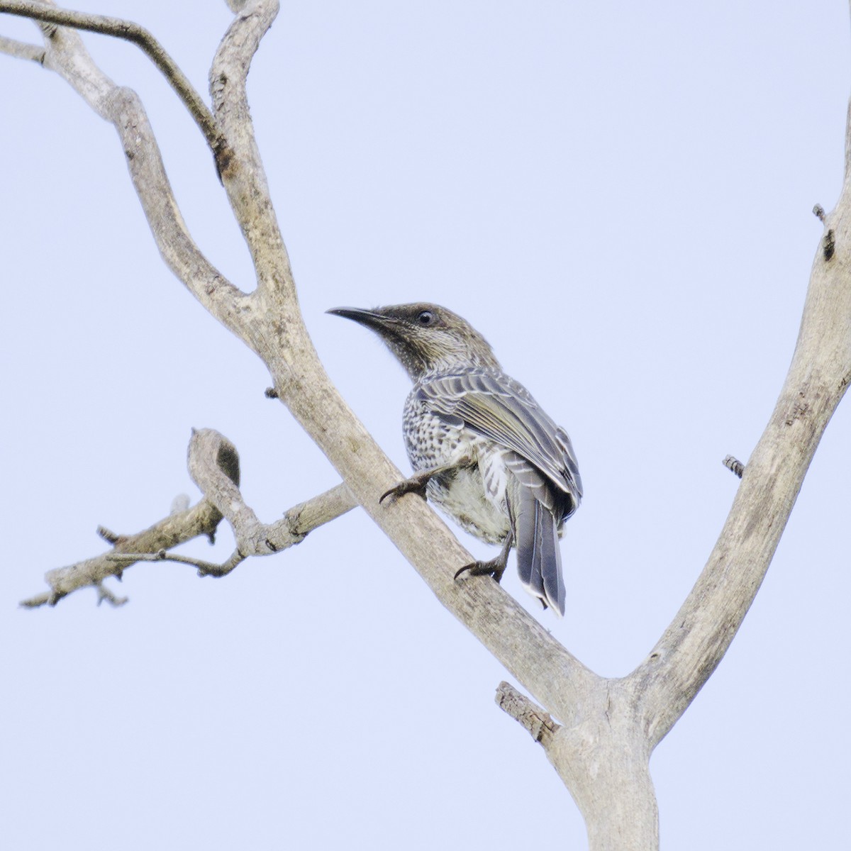 Little Wattlebird - ML616576650