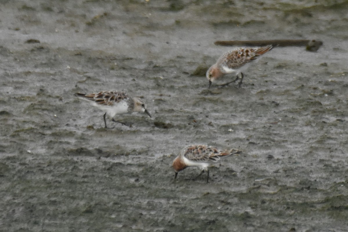 Red-necked Stint - Stephen Haase