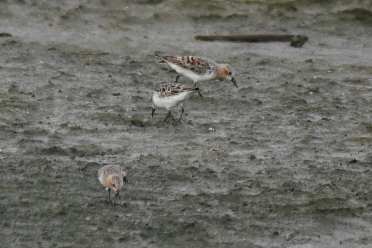 Rotkehl-Strandläufer - ML616576658