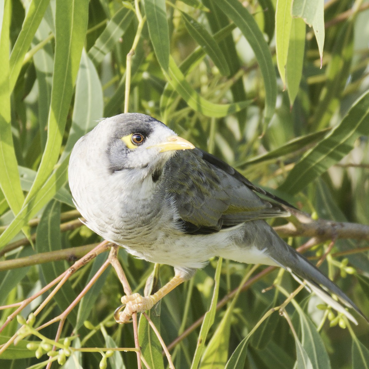 Weißstirn-Schwatzvogel - ML616576676