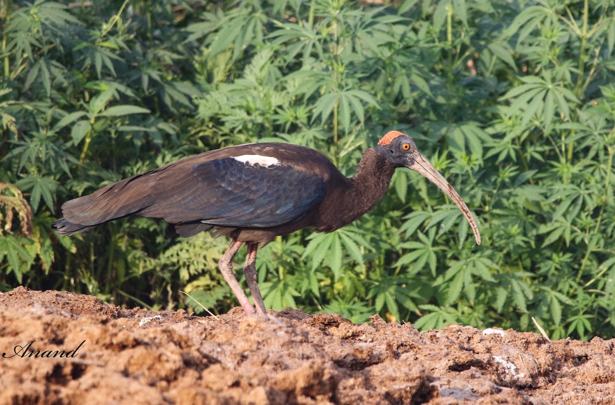 Red-naped Ibis - ML616576681