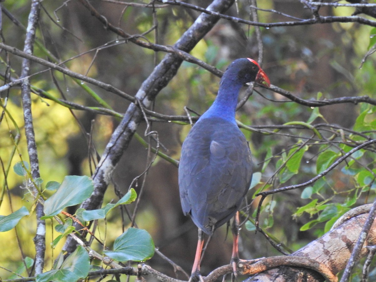 Australasian Swamphen - ML616576682