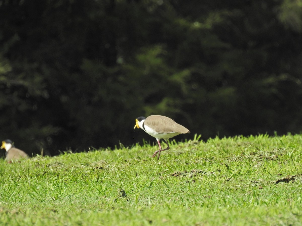 Masked Lapwing - ML616576691